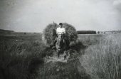 Récolte de foin au début du XXe siècle (Photo : Heimatverein Konzen)