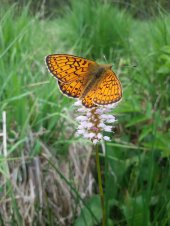 Randring-Perlmuttfalter (Boloria eunomia)