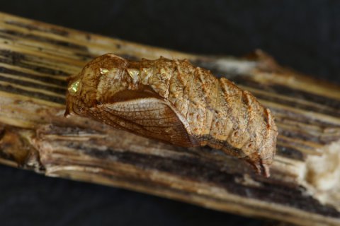 Boloria eunomia Puppe