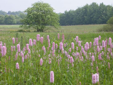 Schlangenknöterich