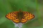 Randring-Perlmuttfalter (Boloria eunomia)