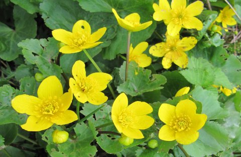 Sumpfdotterblume (Caltha palustris)