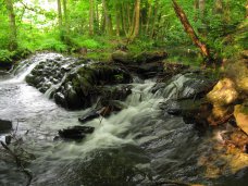 Das Wehr Simonskall – ein Hindernis, auch für die schwimmstarke Bachforelle.