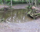 Auch durch Furten wird immer wieder Sediment in das Gewässer eingetragen