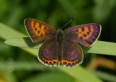 Violet copper butterfly (Lycaena helle)