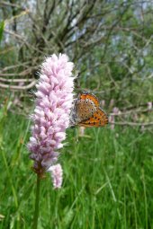 Violet copper butterfly on bistort