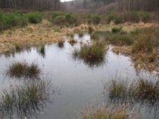 Ähnlich wie in diesen vor wenigen Jahren im Zulaufbereich der Wehebachtalsperre angelegten Kleingewässern sollen auch im Kalltal hochwertige Biotope entstehen.