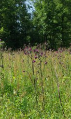 Die Sumpfkratzdistel (Cirsium palustre) ist eine wichtige Nektarpflanze für viele verschiedene Insekten