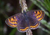 Blauschillernder Feuerfalter (Lycaena helle) von oben