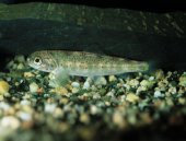 Im Rahmen des Wanderfischprogrammes NRW werden Lachse ausgesetzt (Foto: G.Feldhaus)