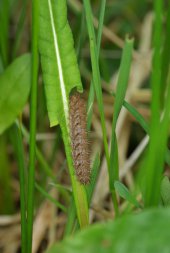 Raupe des Randring-Perlmuttfalters