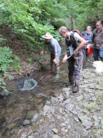 Heute noch leider Fehlanzeige in der Kall - dem Lachs wird im LIFE+ Projekt der Weg zur Einwanderung geebnet