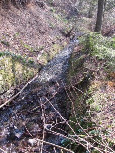 Der Richelsbach vor der Bachaufweitung.