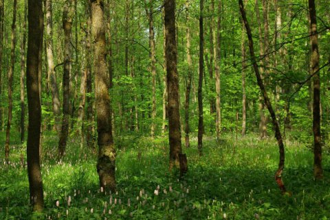 Erlenwald mit Schlangenknöterich